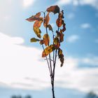 Verfärbte Pflanze mit blauem Himmel