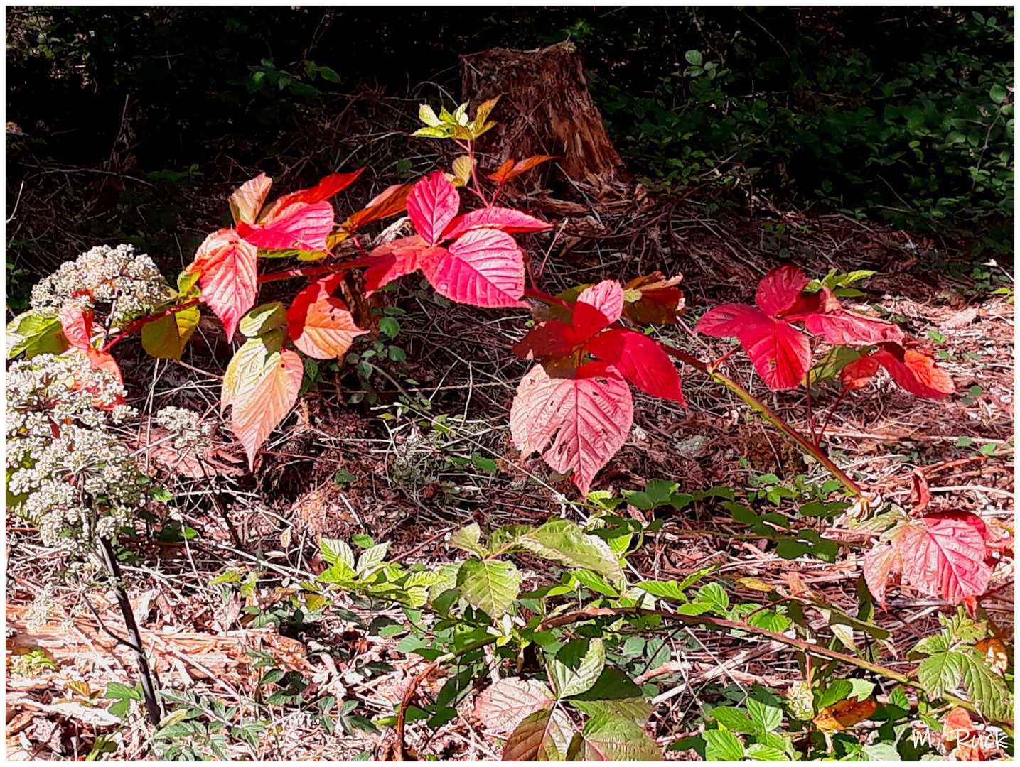 Verfärbtes Herbstlaub 