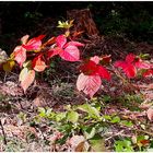 Verfärbtes Herbstlaub 