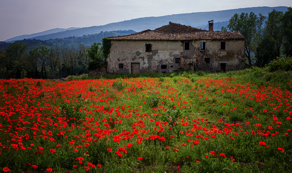 Verfall und Blüte