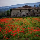 Verfall und Blüte