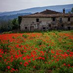 Verfall und Blüte