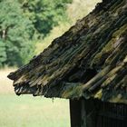 Verfallene Hütte in der nähe von Schloß Nordkirchen