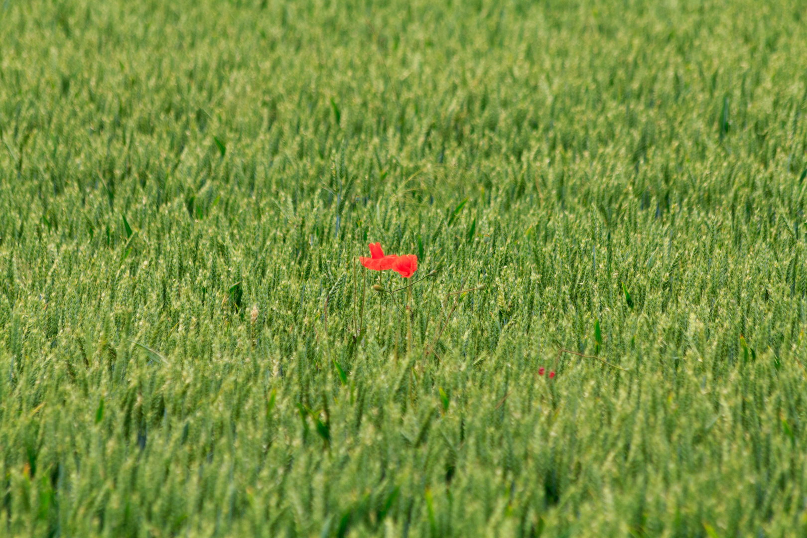 Verfallenes Häuschen