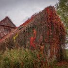 verfallenes Haus auf dem Gurkenradweg - Spreewald