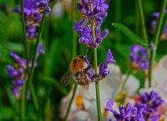 Verfangen im Lavendel