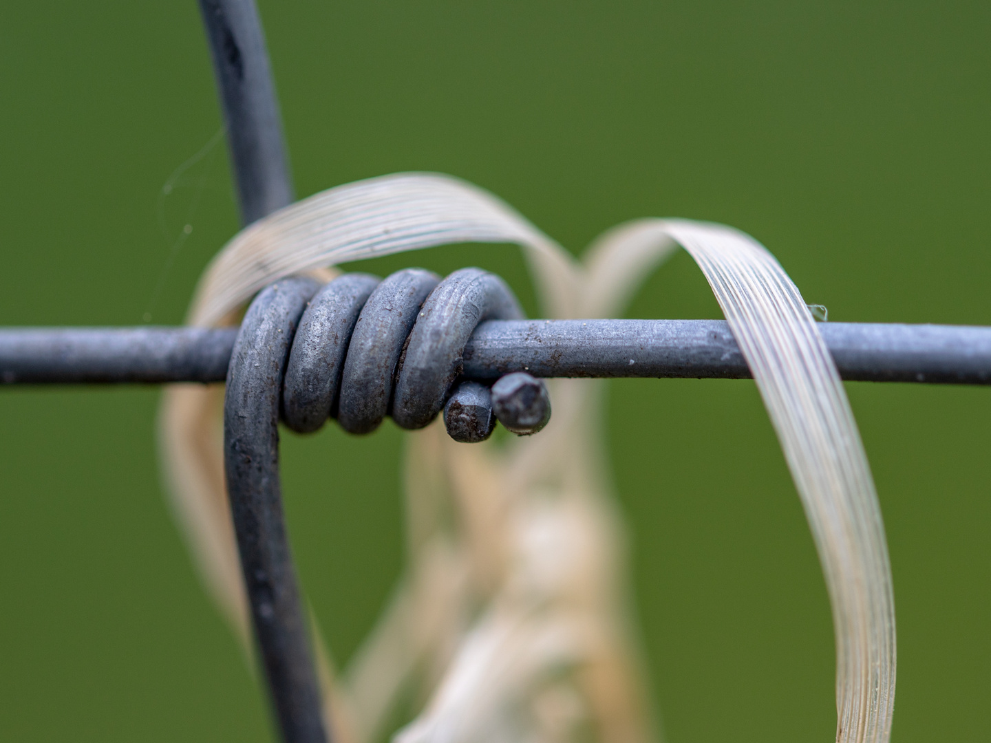 Verfangen im Zaun