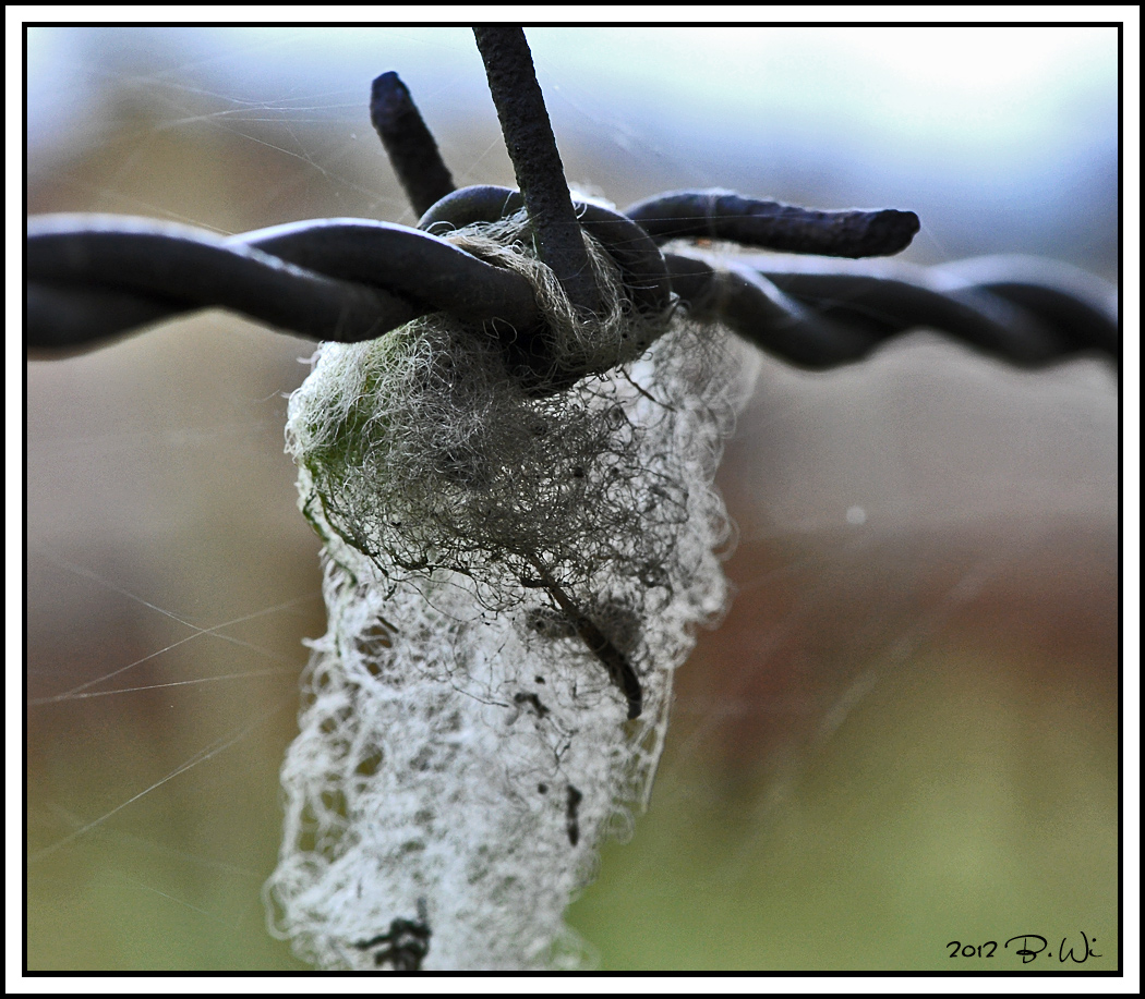 verfangen...im Stacheldraht