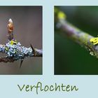 verflochten