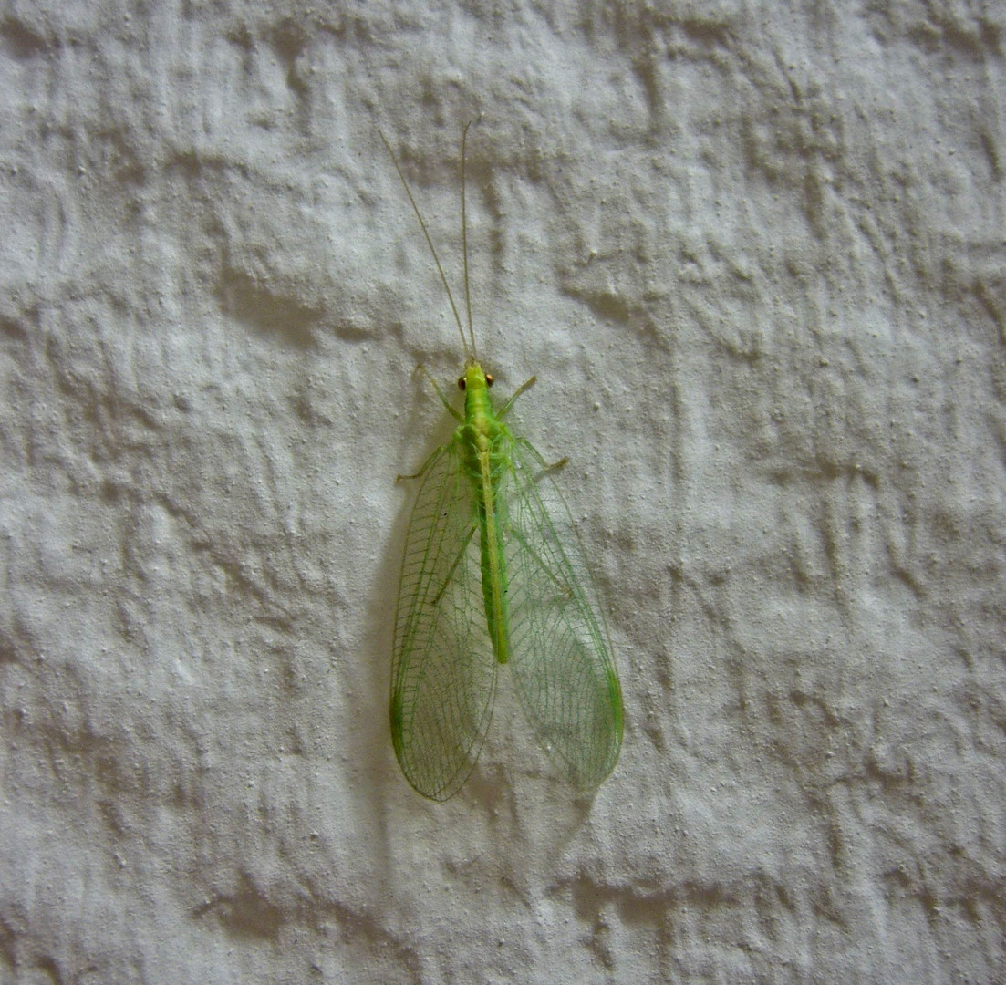 Verflogen - Eine Florfliege im Haus Foto & Bild | tiere ...