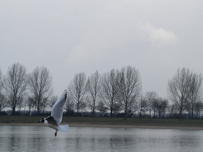 Verfolgungsjagd am Auesee