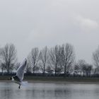 Verfolgungsjagd am Auesee