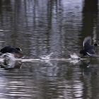 Verfolgungsjagd auf dem Wasser