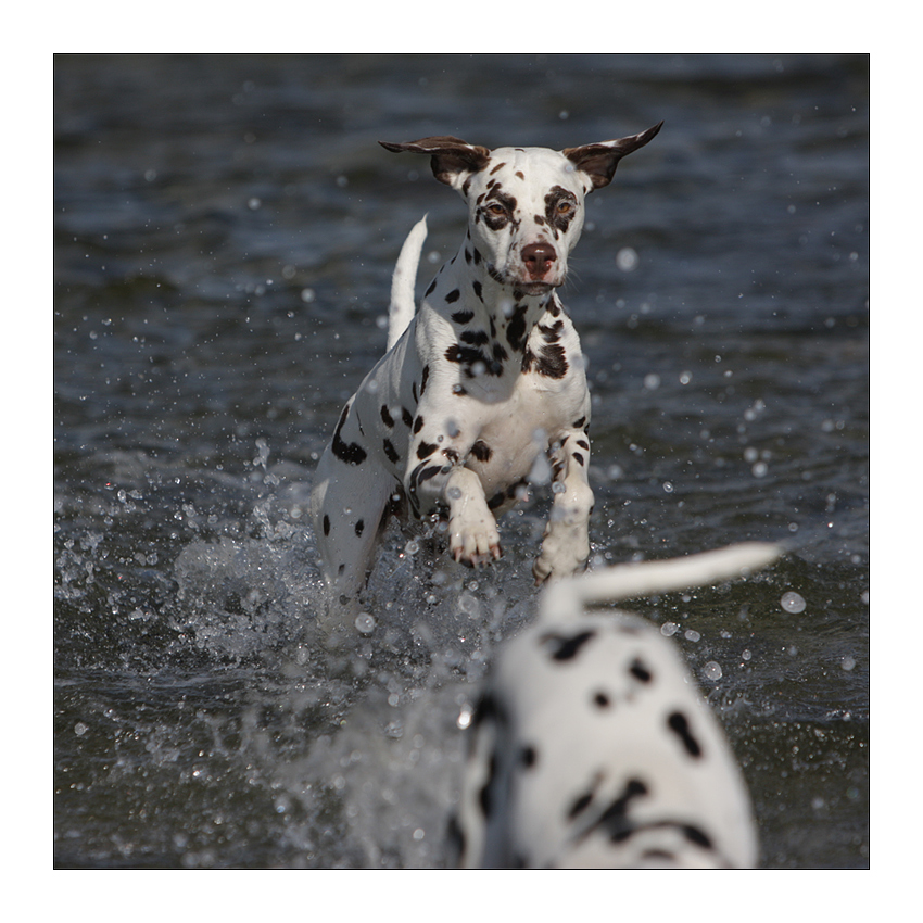 Verfolgungsjagd im Wasser