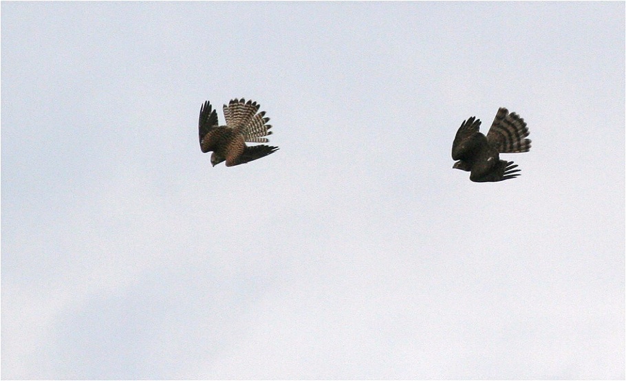 Verfolgungsjagd Sperber und Turmfalke