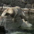 ''Verfolgungsspringen'' bei den Eisbären ;)