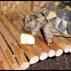 Verfressene Schildkröte