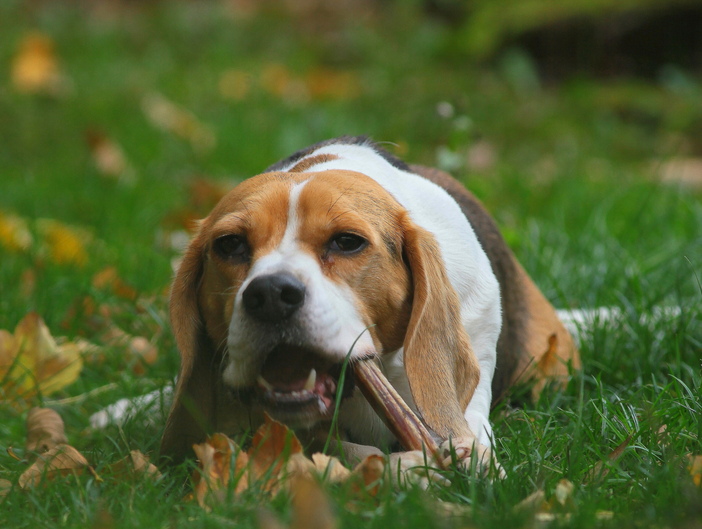 verfressener beagle....