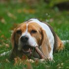 verfressener beagle....