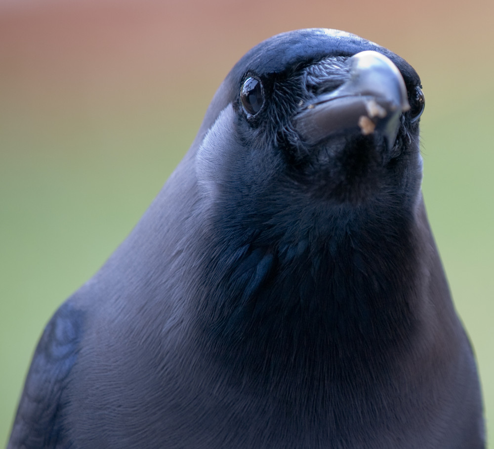 verfressener Vogel