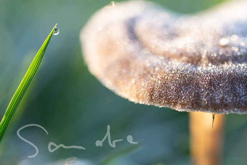 Verfrorener Pilz am Sonntagmorgen