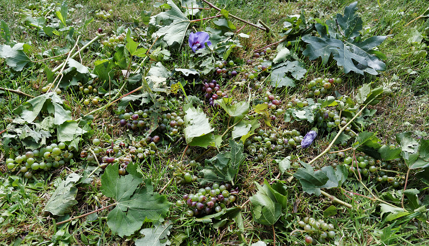 Verfrühte Weinlese