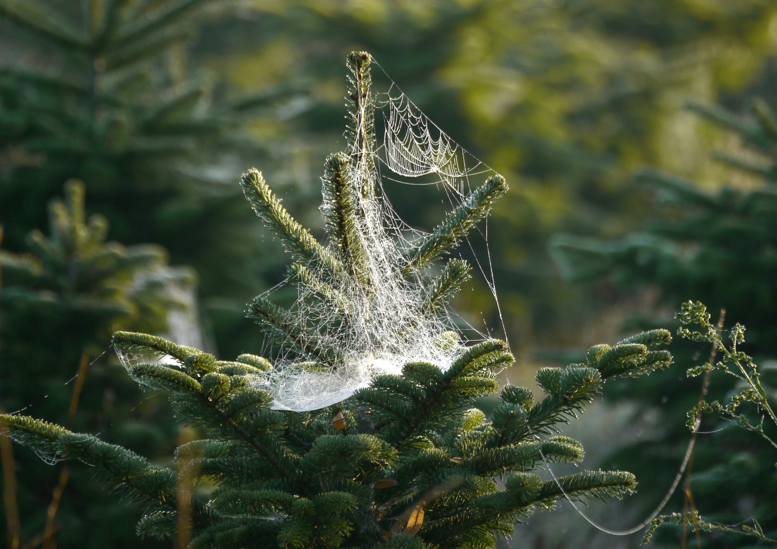 Verfrühter Christbaumschmuck