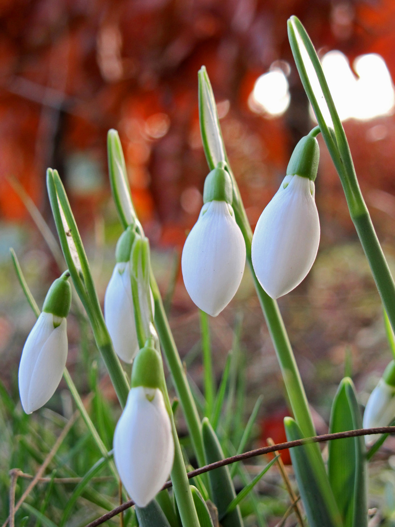 Verfrühter Frühling