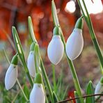 Verfrühter Frühling