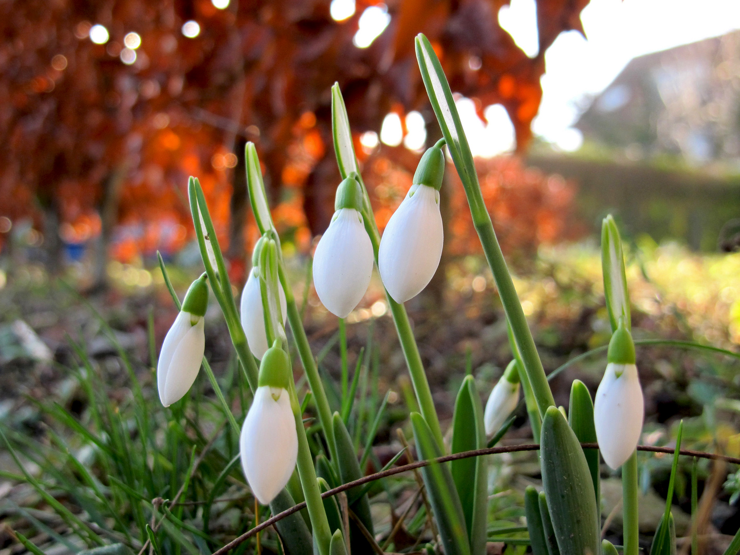 Verfrühter Frühling II