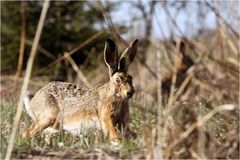 Verfrühter Osterhase...