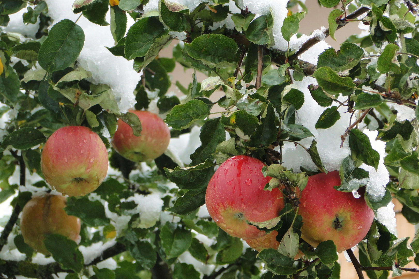 Verfrühter Wintereinbruch