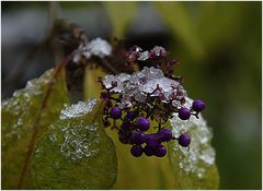 verfrühter Winterzauber