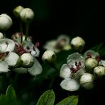 Verführerisch für Insekten