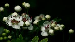 Verführerisch für Insekten