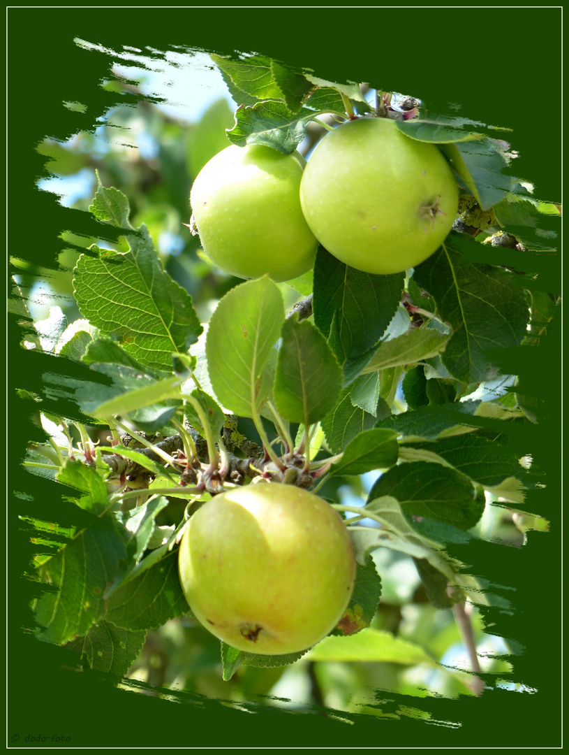 verführerische Äpfel