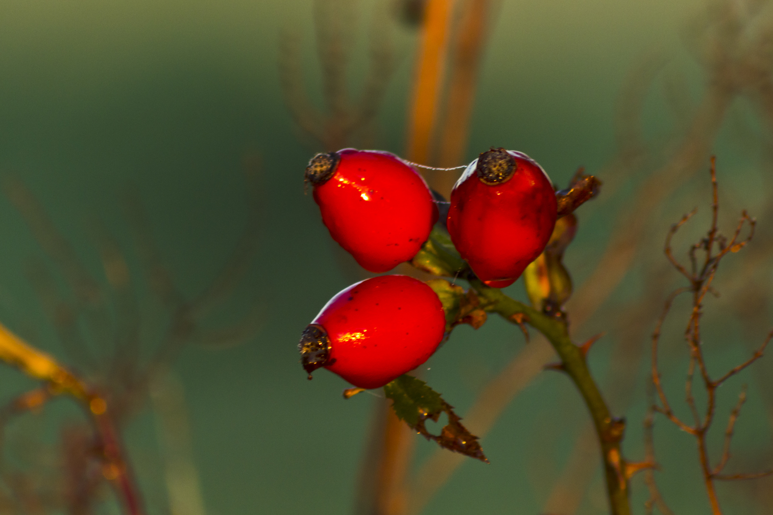 verführerische Frucht