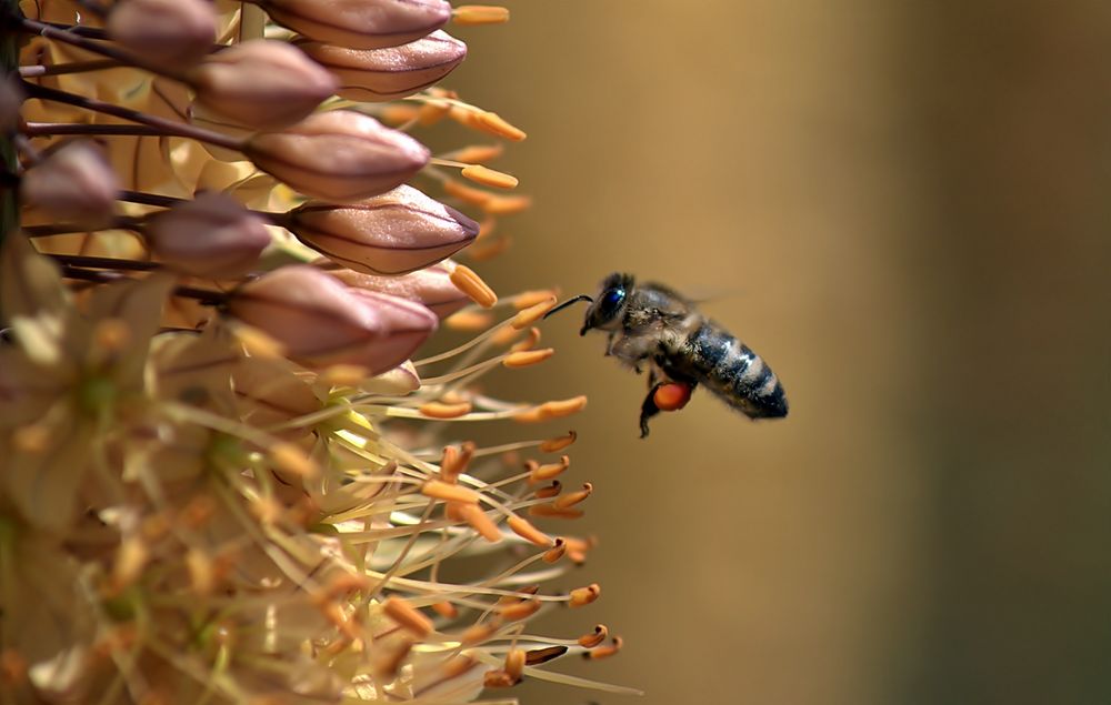 ~~~ verführerische Raketenblume ~~~