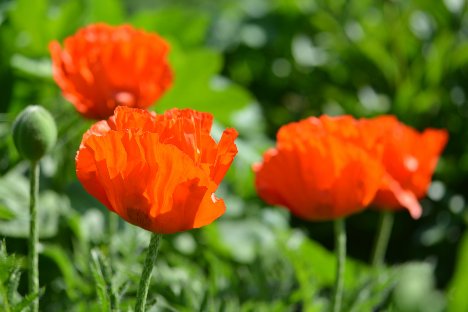 Verführerischer Mohn ...