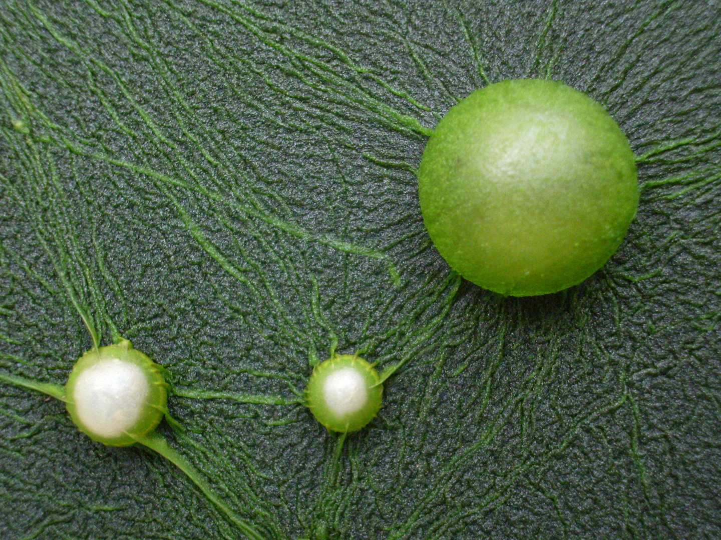 Vergänglich im Garten