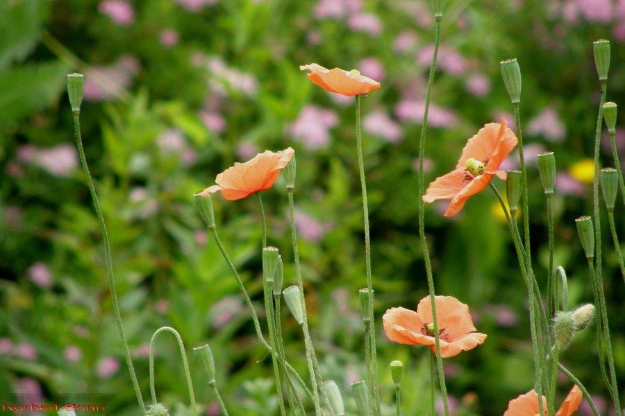 Vergänglich -Klatschmohn