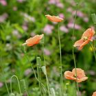 Vergänglich -Klatschmohn