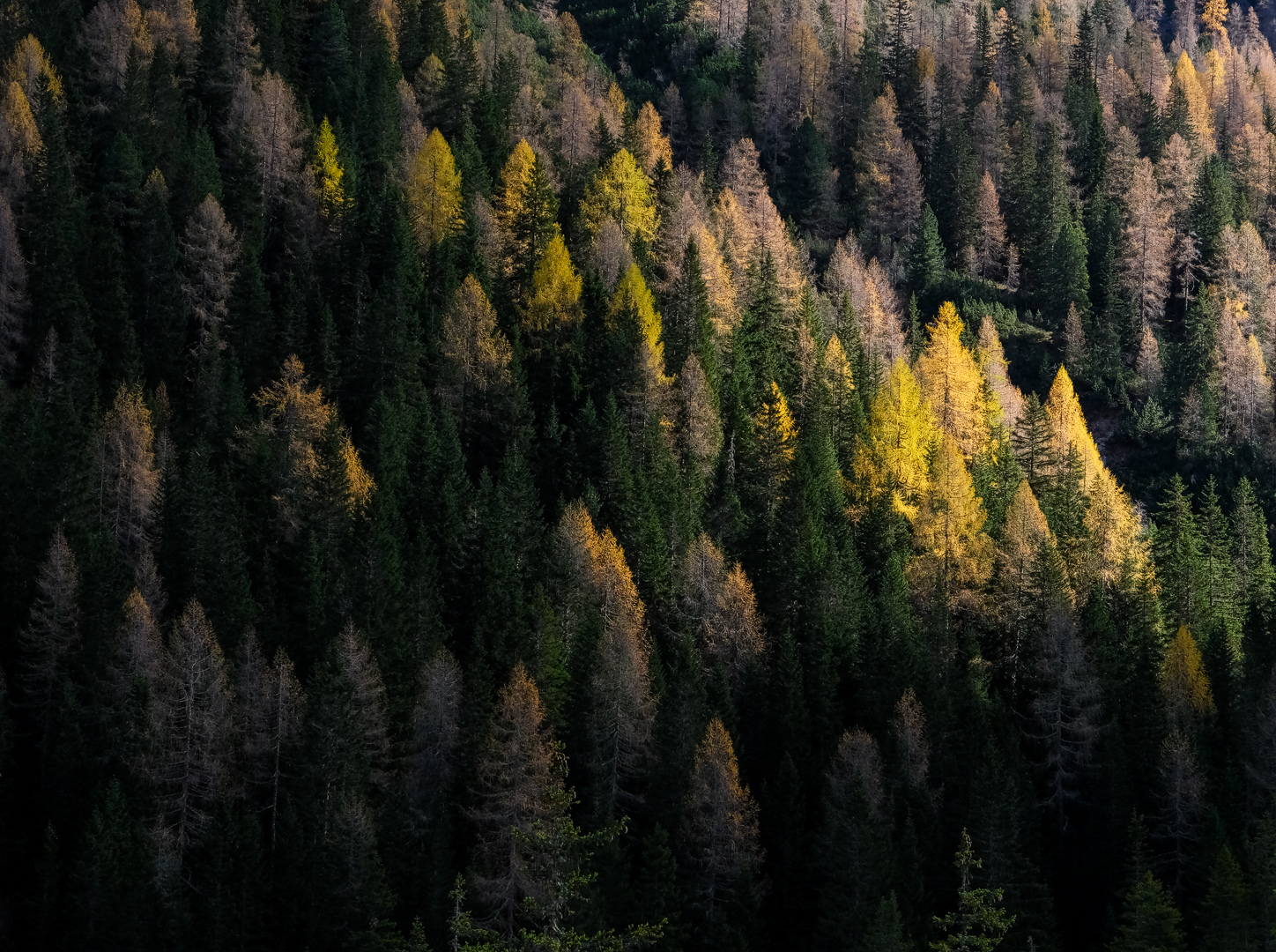 Vergängliche Farbenpracht