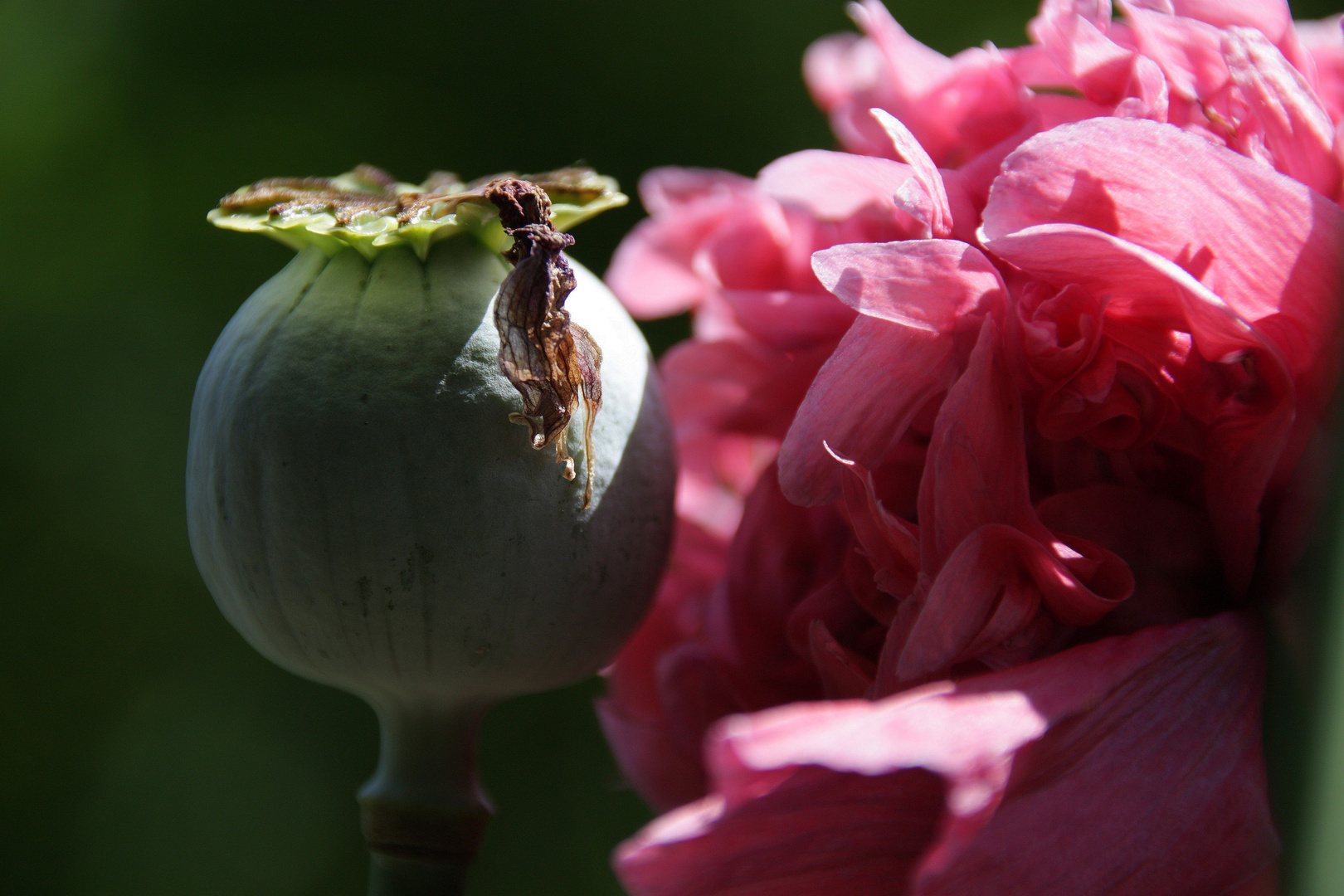 vergängliche Mohnblüte