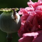 vergängliche Mohnblüte