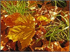 vergängliche Natur