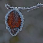 Vergängliche "Naturbrosche"   . . .