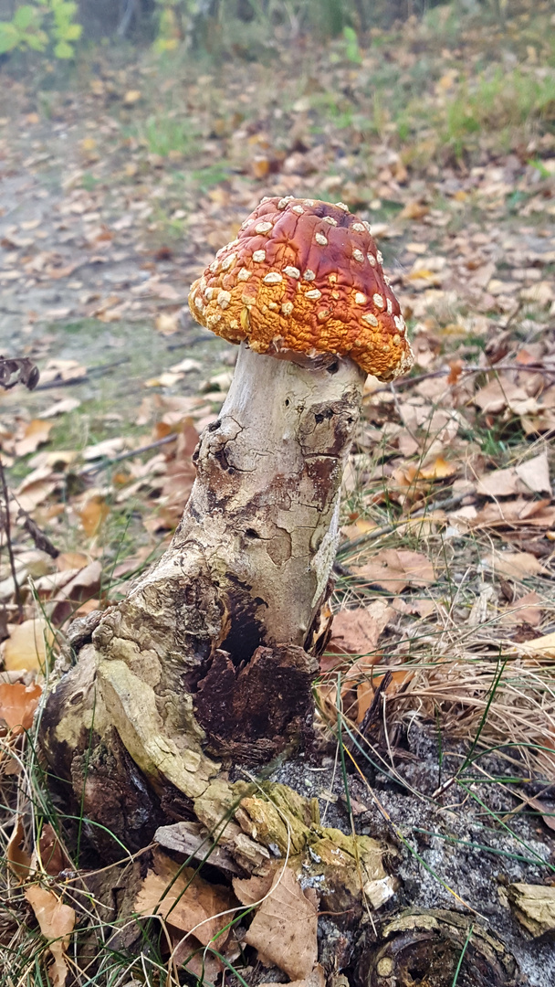 Vergängliche Schönheit