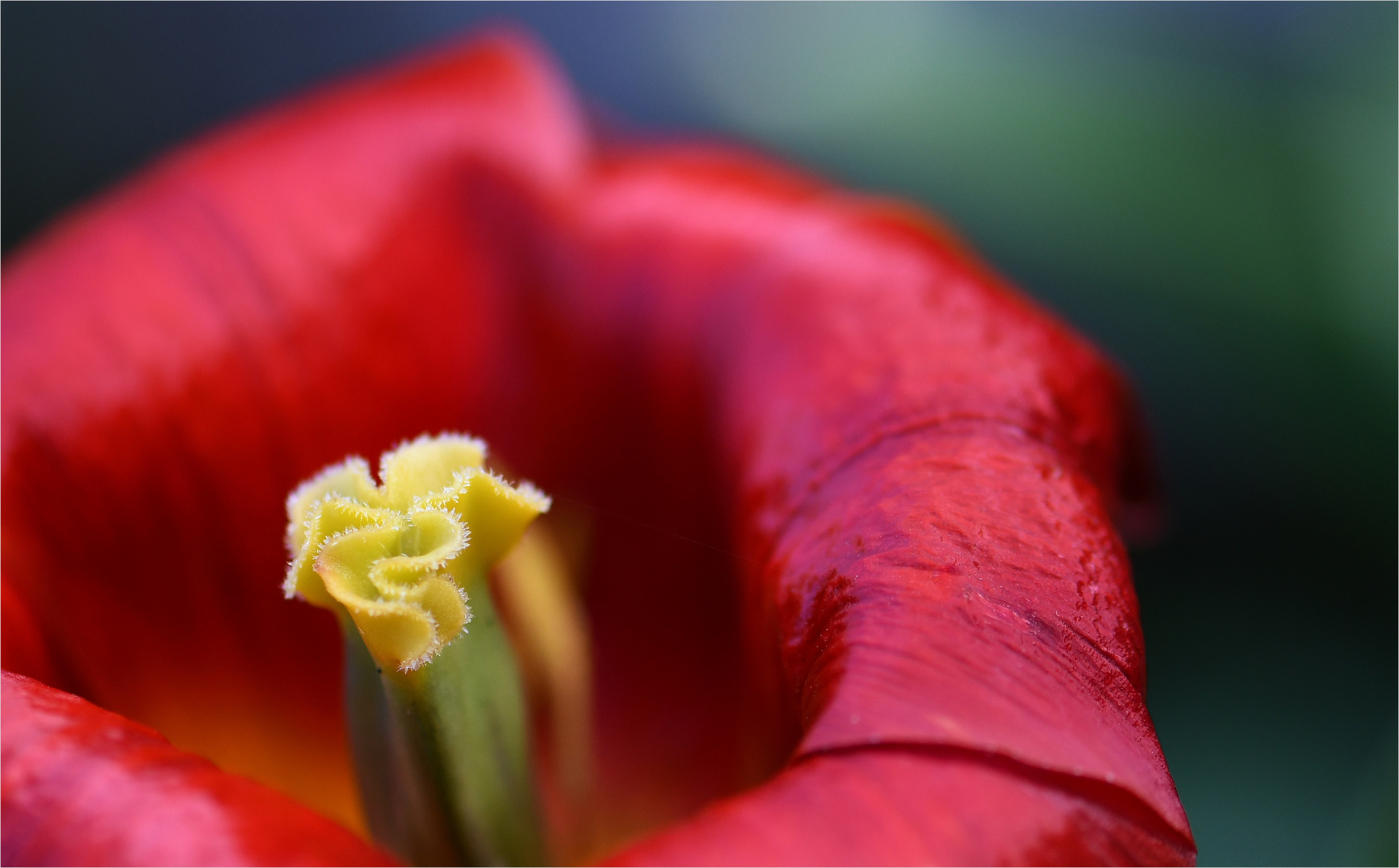 *Vergängliche Schönheit im Detail & Frühling(s)Farben*