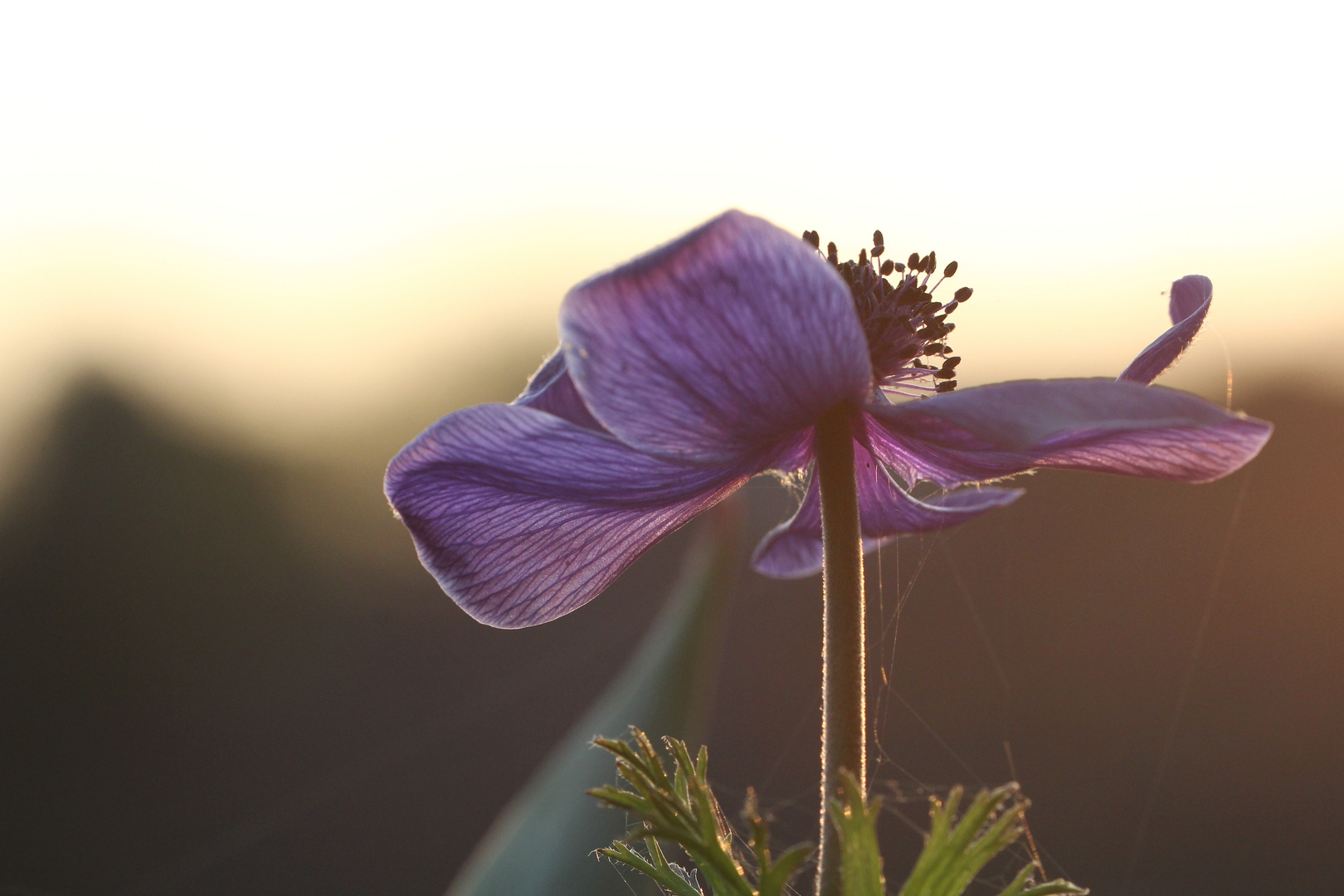 Vergängliche Schönheit im Sonnenlicht